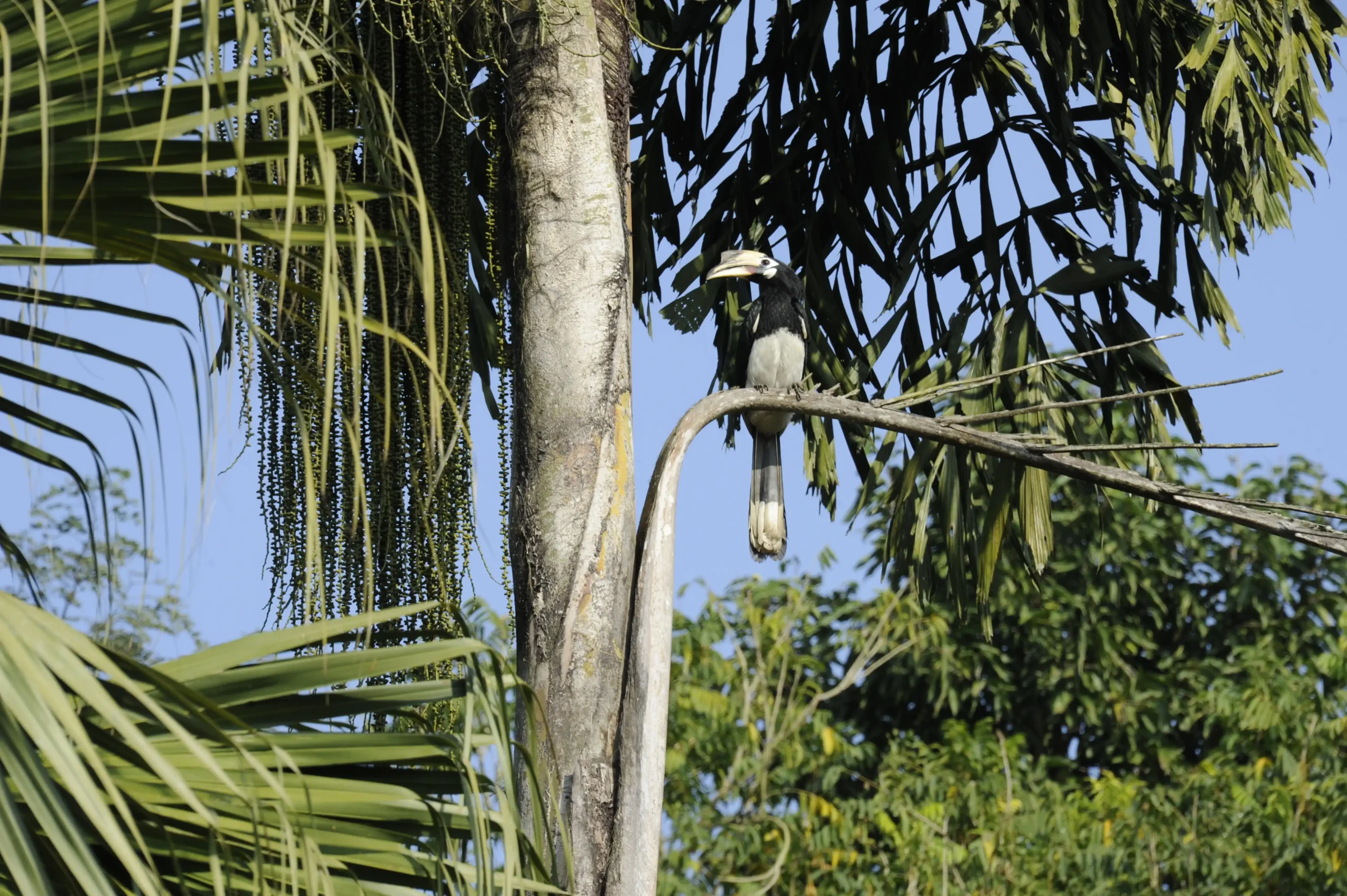 Hornbill bird seen in Chitwan National Park Jungle Safari
