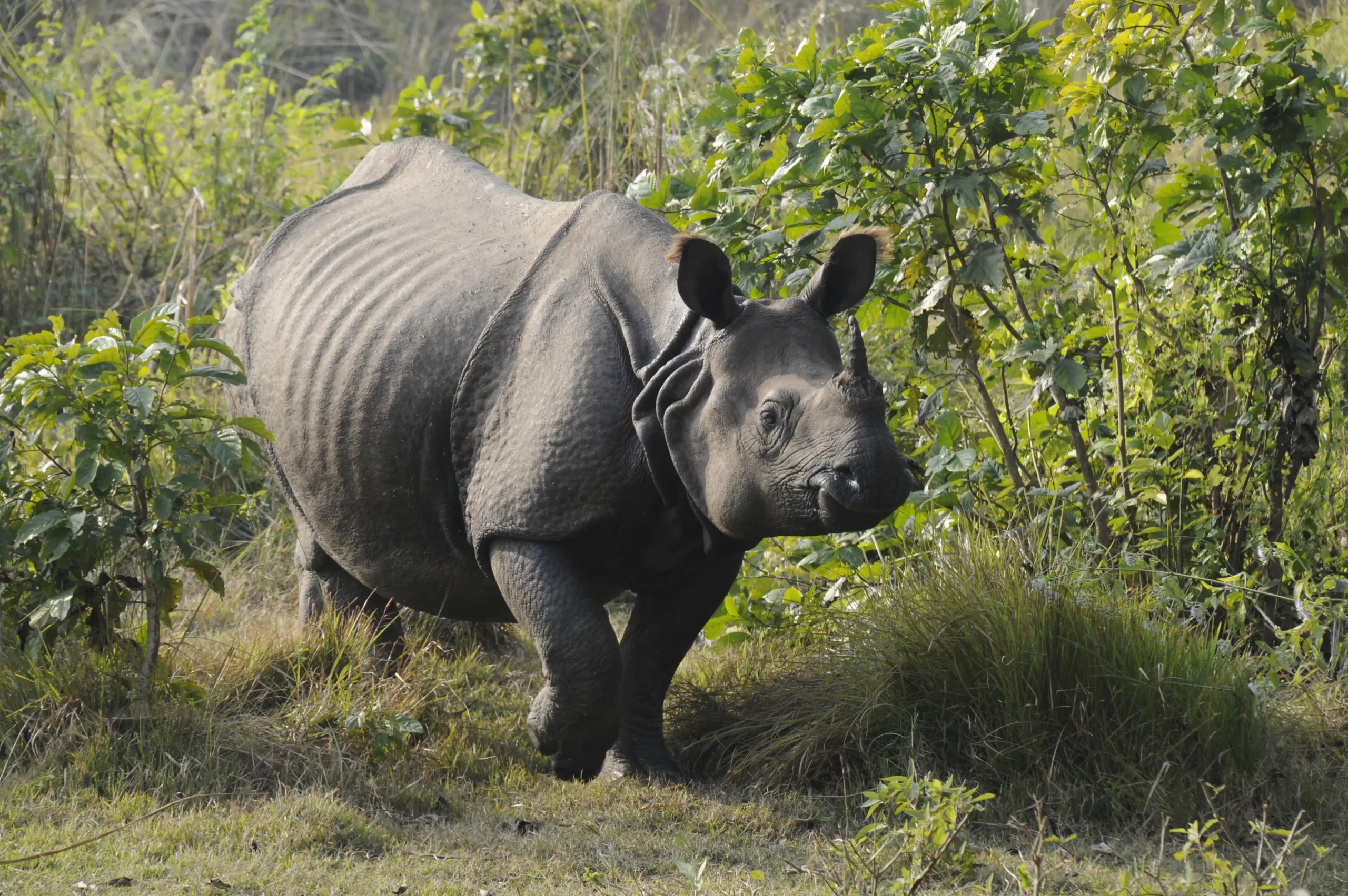 Rare greater one-horned rhinoceros during Chitwan Jungle Safari.