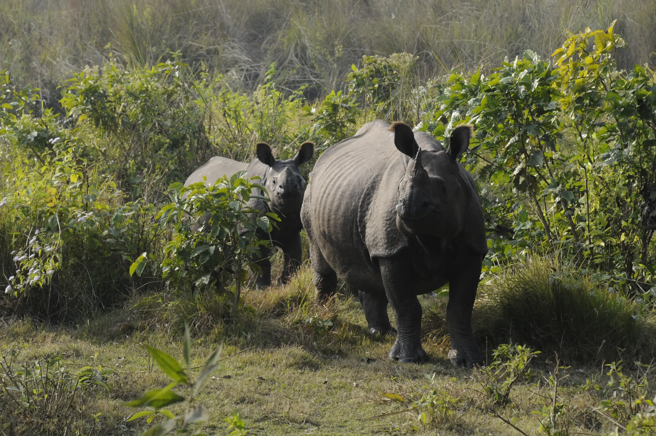 Two greater one-horned rhinoceroses seen during Chitwan Jungle Safari.