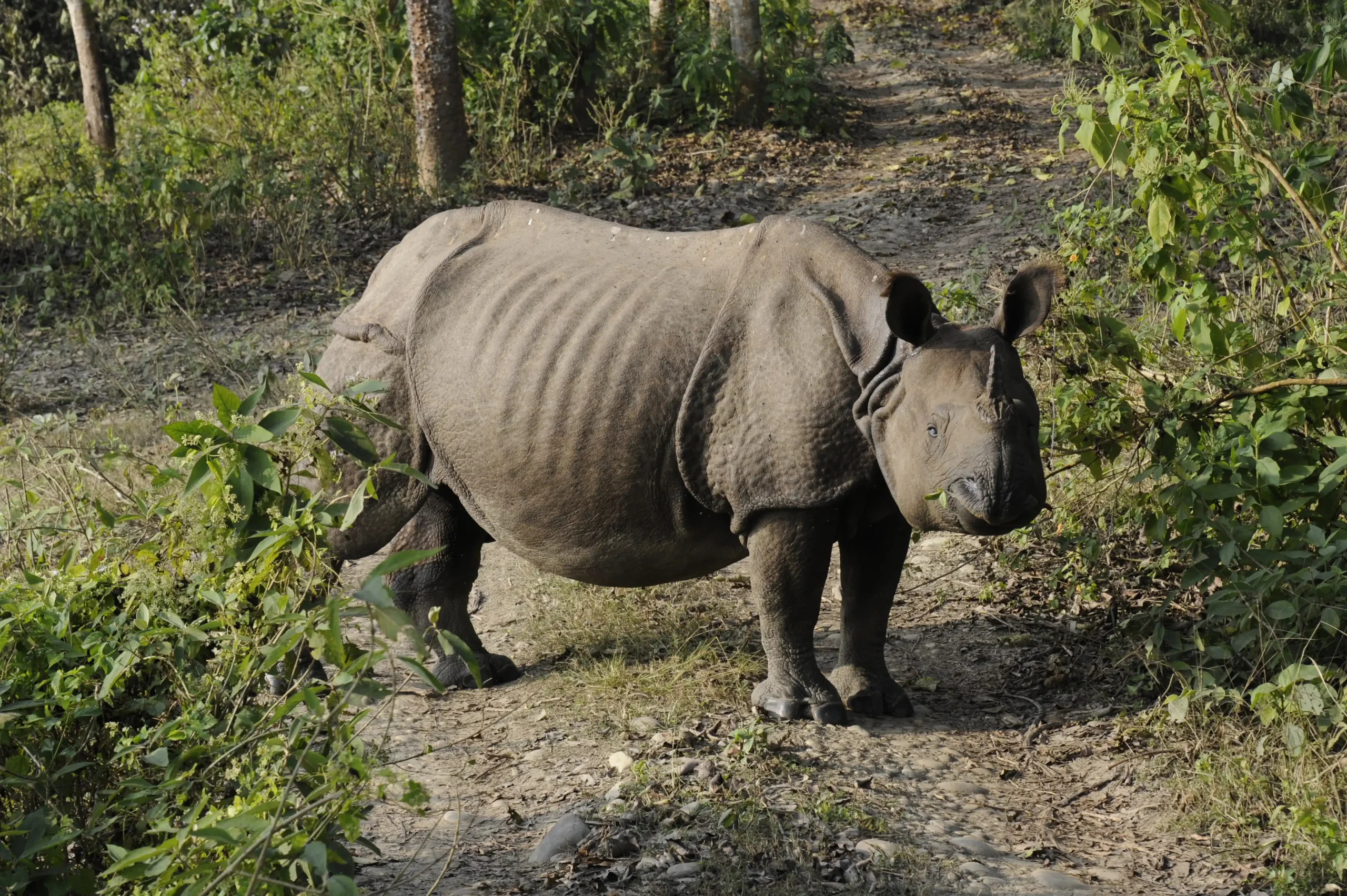 Wild rhinoceros in Chitwan National Park.