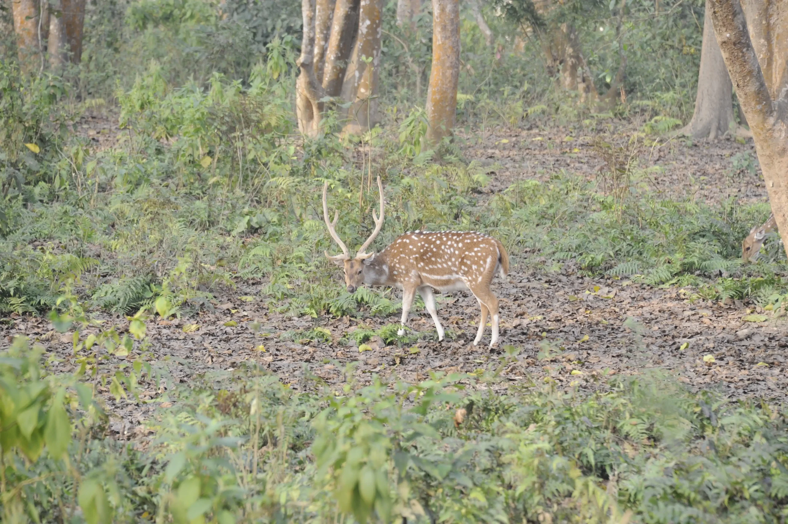 Musk deers seen during jungle walk in Chitwan.