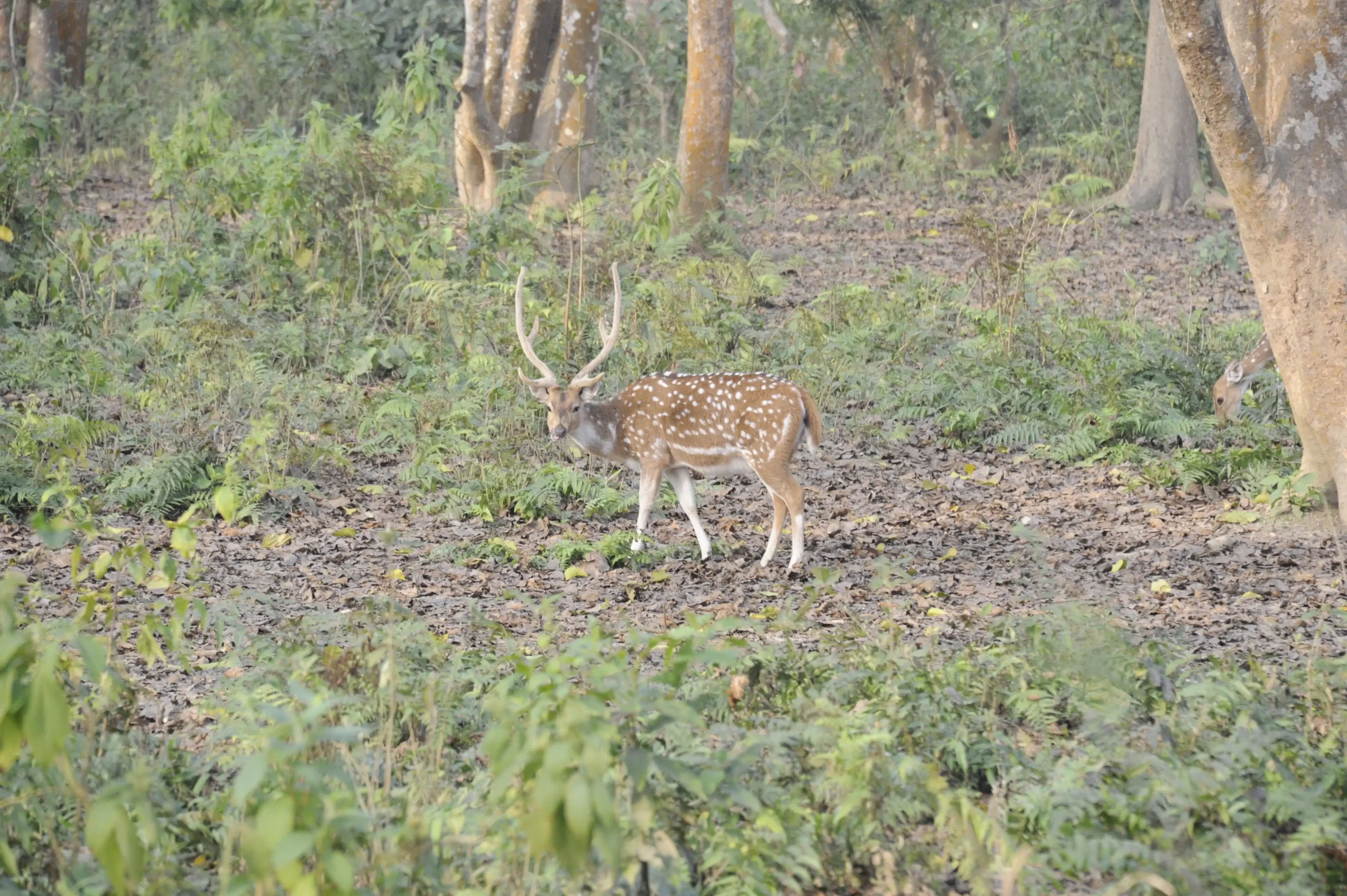 Musk deer during jungle walk in Chitwan.