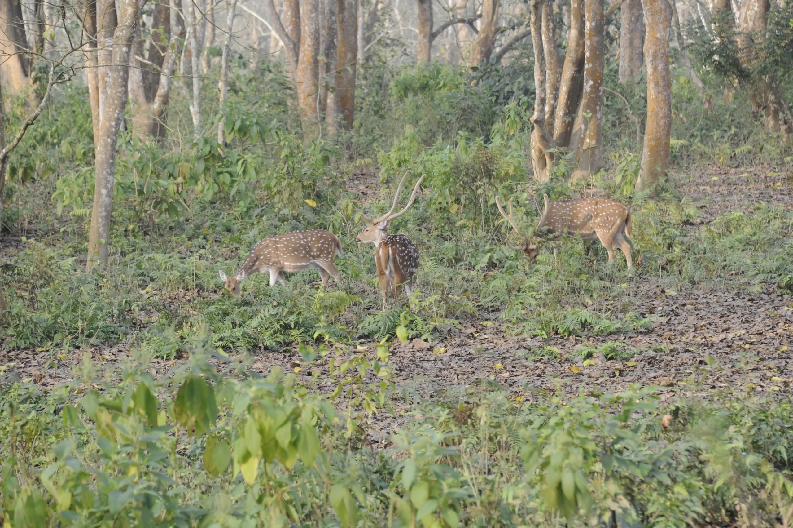Musk deer during jungle Safait in Chitwan.