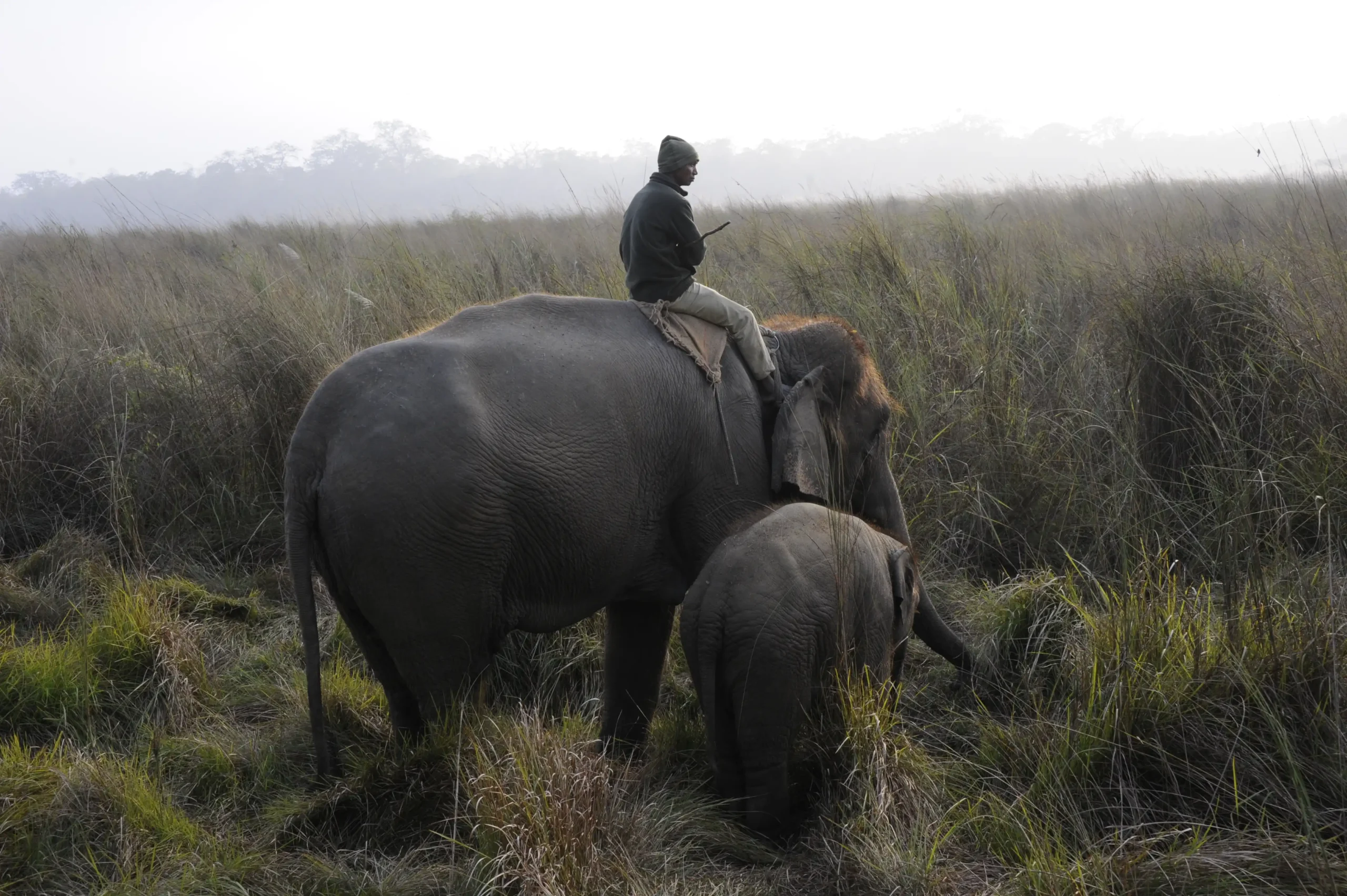 Elephant with calves inside Chitwan National Park.