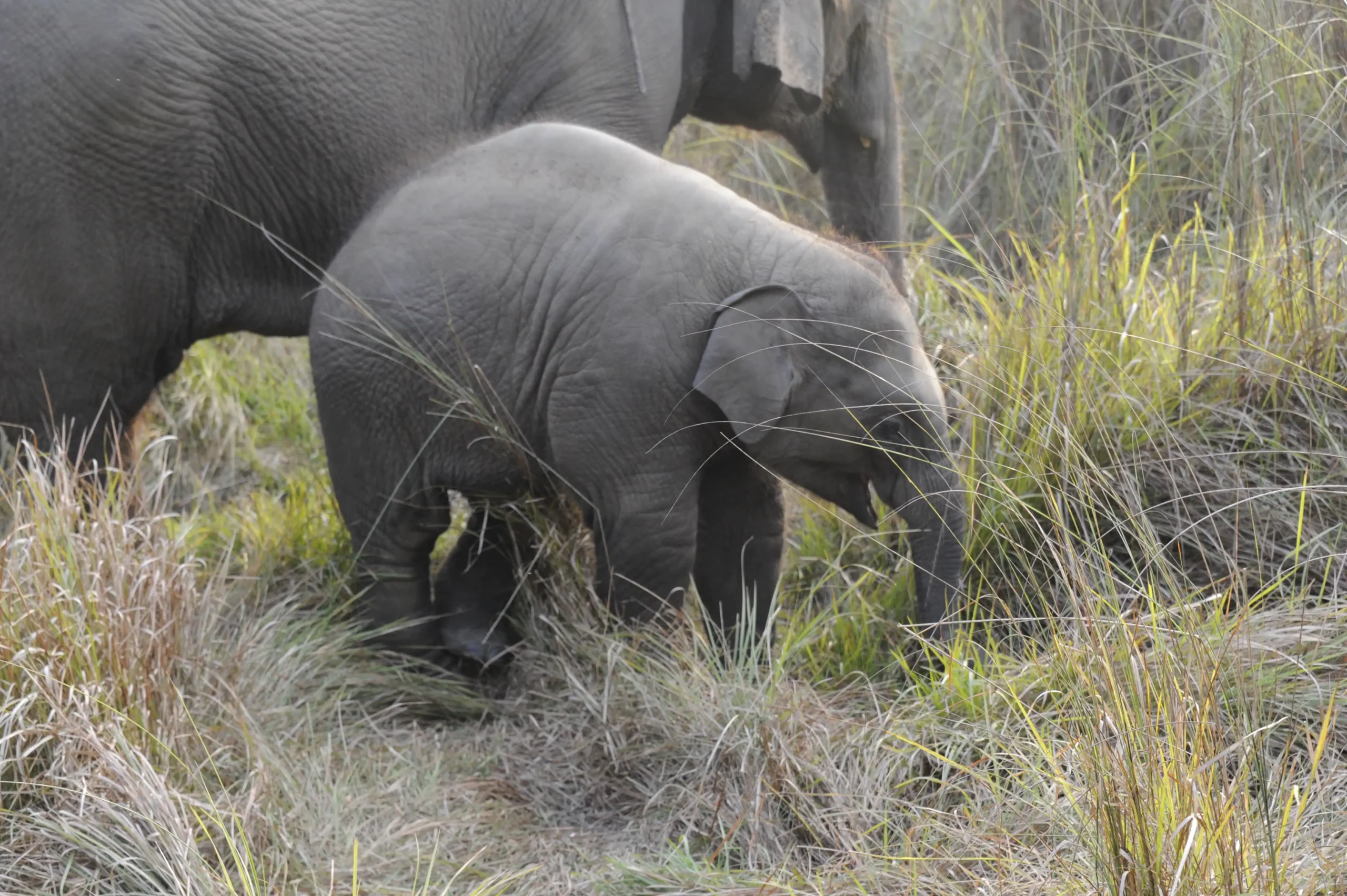 Mother elephant with calves during Chitwan Jungle Safari.