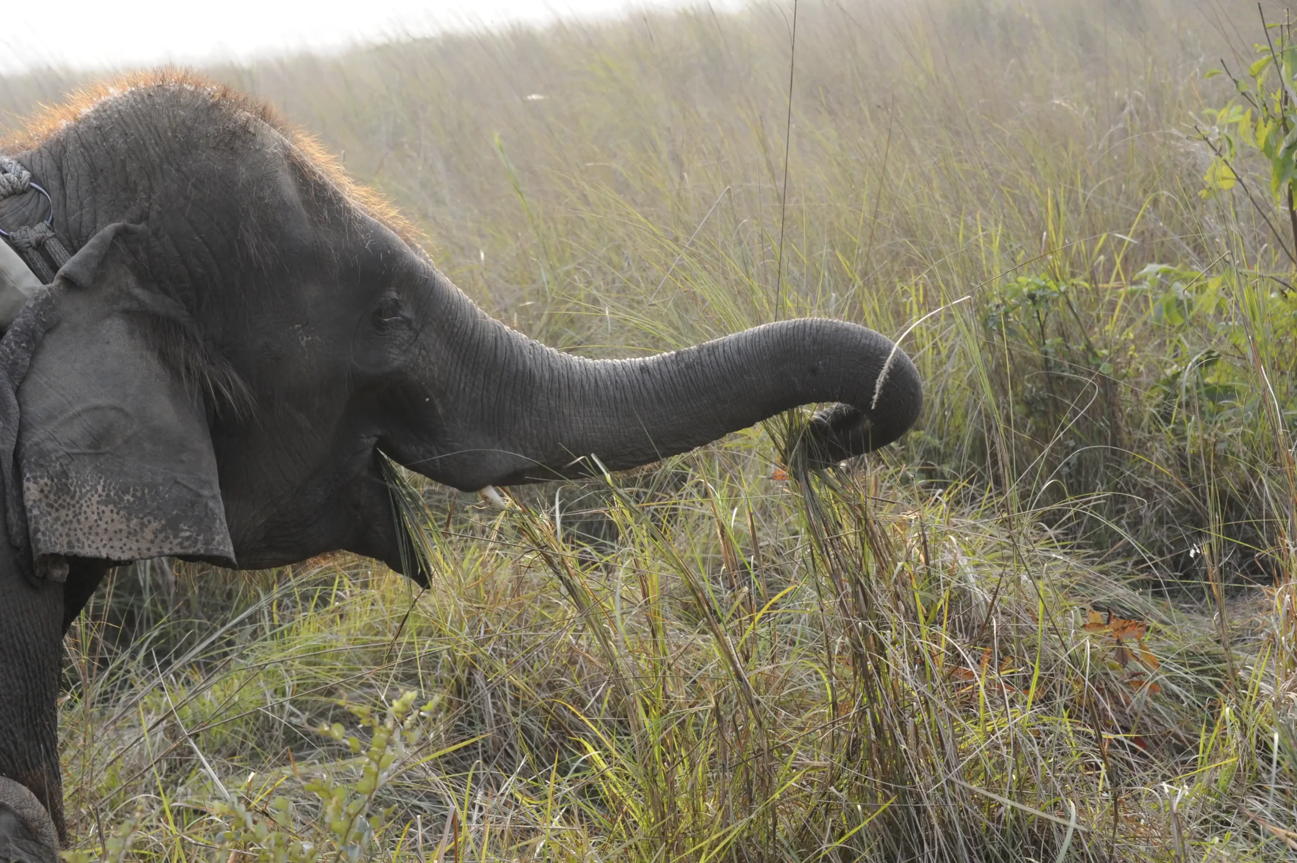 Elephant grazing in Chitwan National Park.