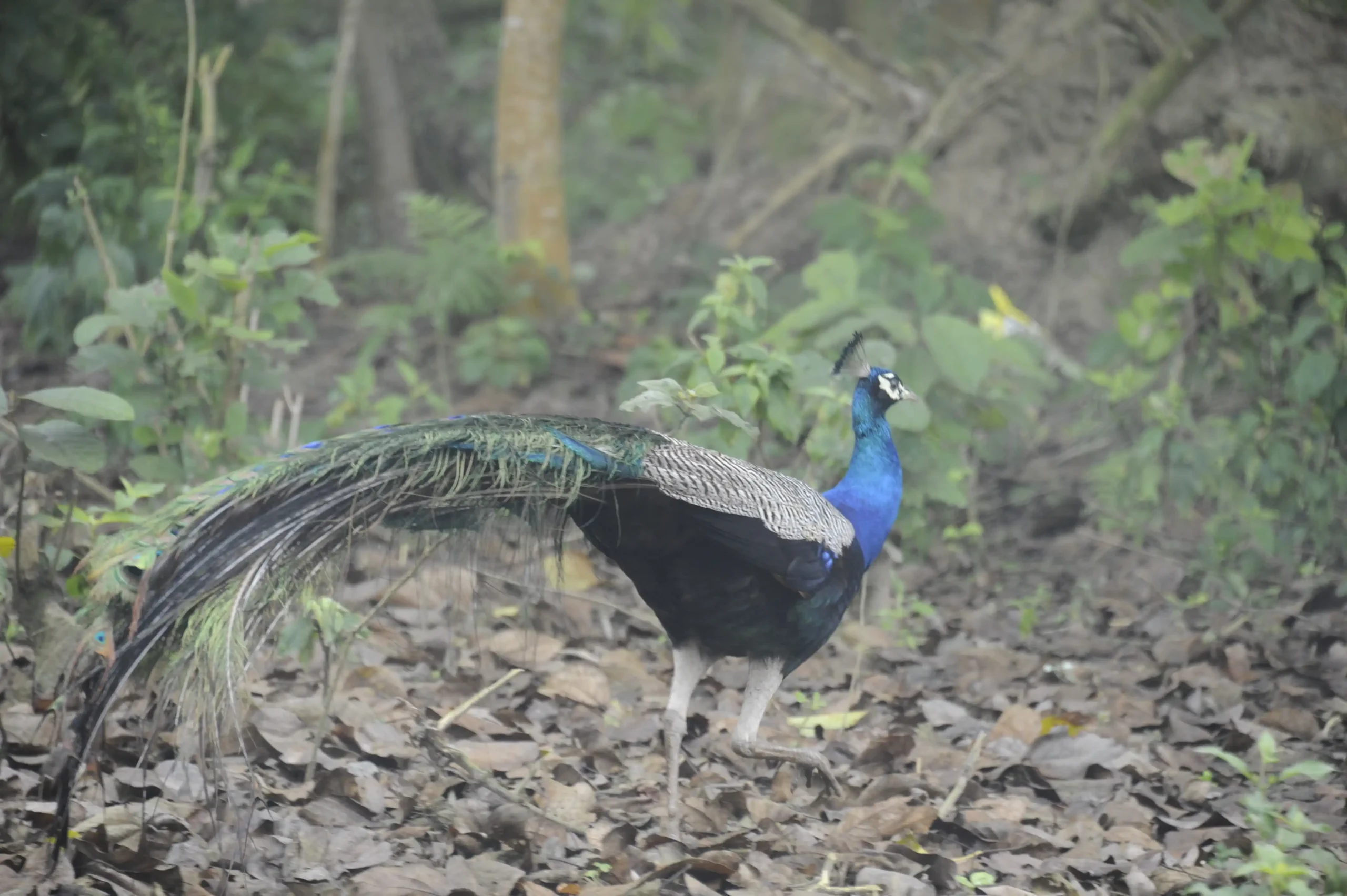 Peacocks inside Chitwan National Park.