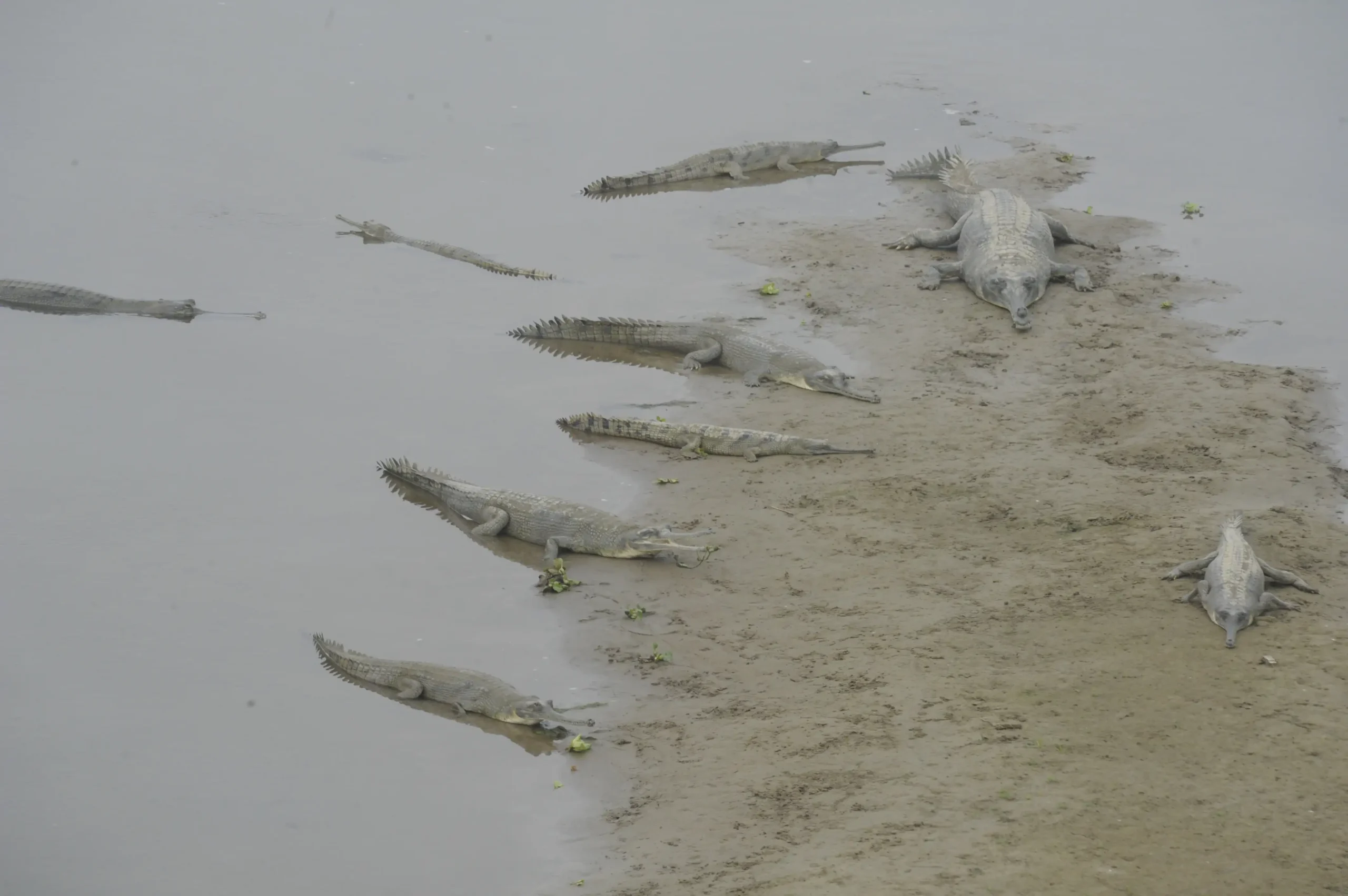 Gharial crocodile in river during Chitwan Jungle Safari.