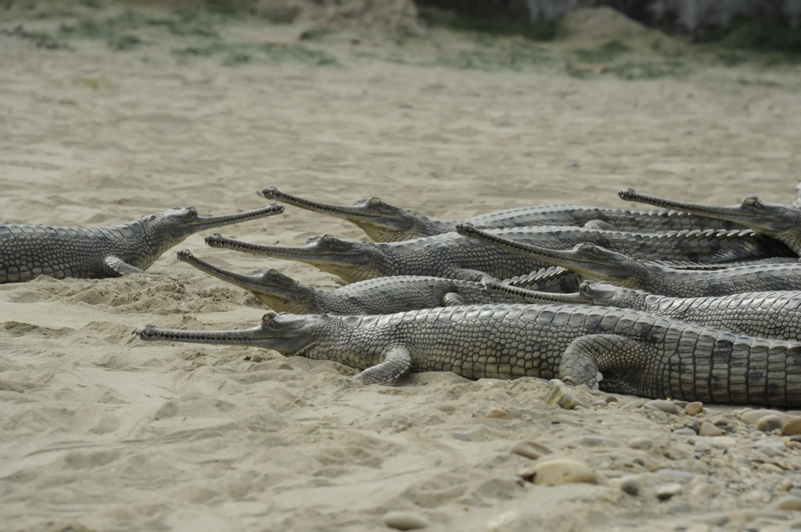 Gharial crocodile resting along riverbank in Chitwan.
