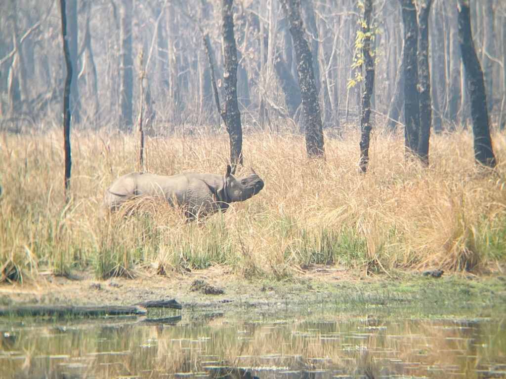 Jungle safari in Chitwan National Park, featuring diverse wildlife and lush landscapes in Nepal.