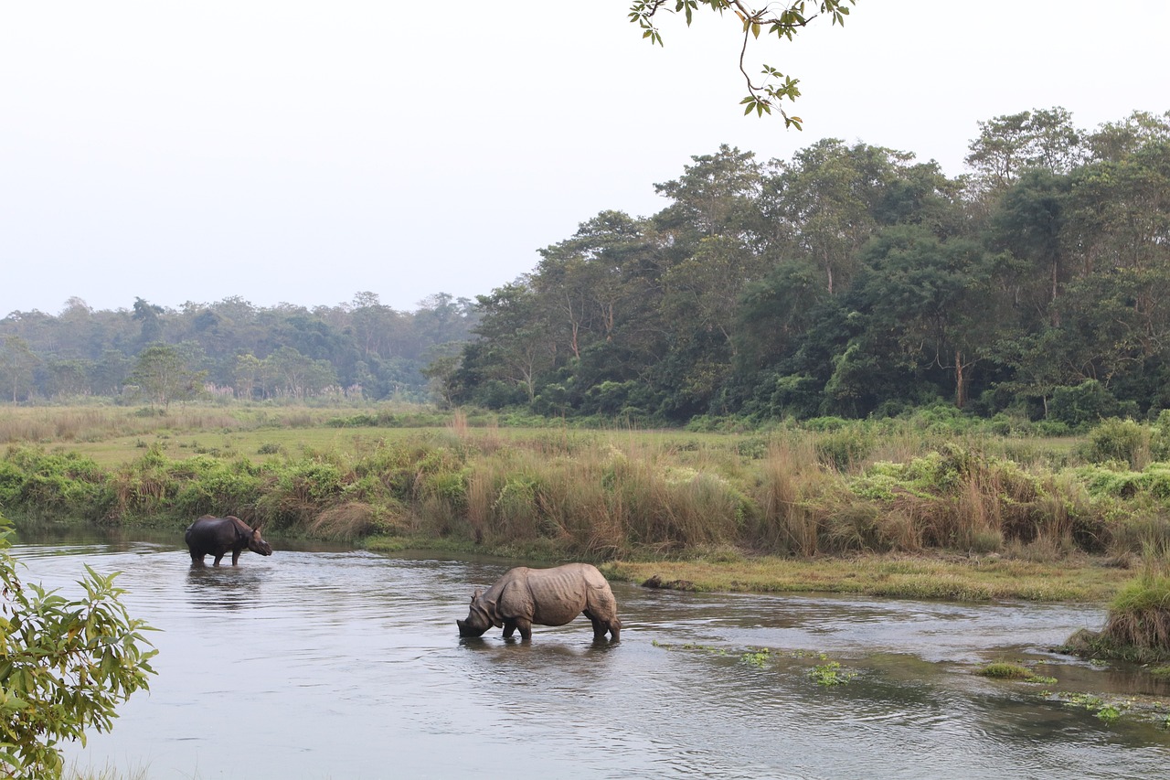 Chitwan National Park: