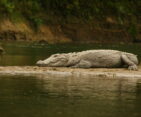 Corcodile in Chitwan National Park.