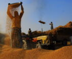 Tharu villagers use traditional wind-blowing techniques to filter rice, using ancient agricultural practices in a rural Tharu village.