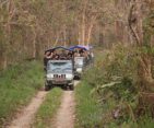 Adventurous jeep safari navigating through the dense forest of Chitwan National Park.