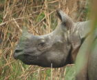 Rhino