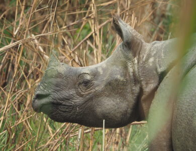Rhino