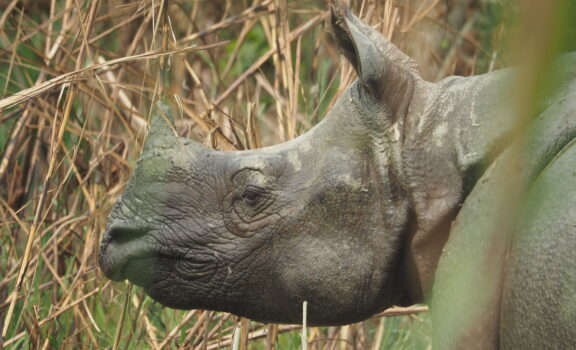 Rhino