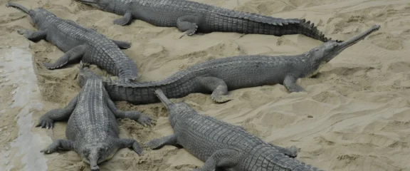 Crocodile Breeding Center Visit during Chitwan Jungle Safari in Chitwan National Park.