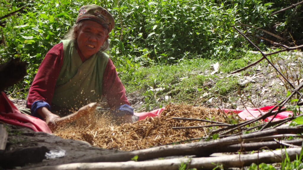 Tamang women harvesting barley in a rural field, showcasing traditional agricultural practices.