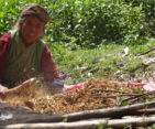 Tamang women harvesting barley in a rural field, showcasing traditional agricultural practices.