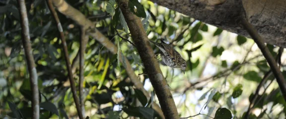 Woodpecker bird in Chitwan National Park