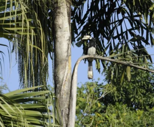 Hornbill bird seen in Chitwan National Park Jungle Safari