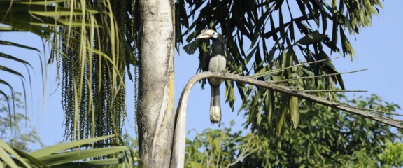 Hornbill bird ready for flight during Chitwan Jungle Safari