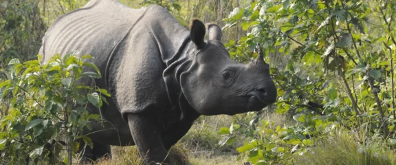 Greater one-horned rhino in Chitwan National Park.