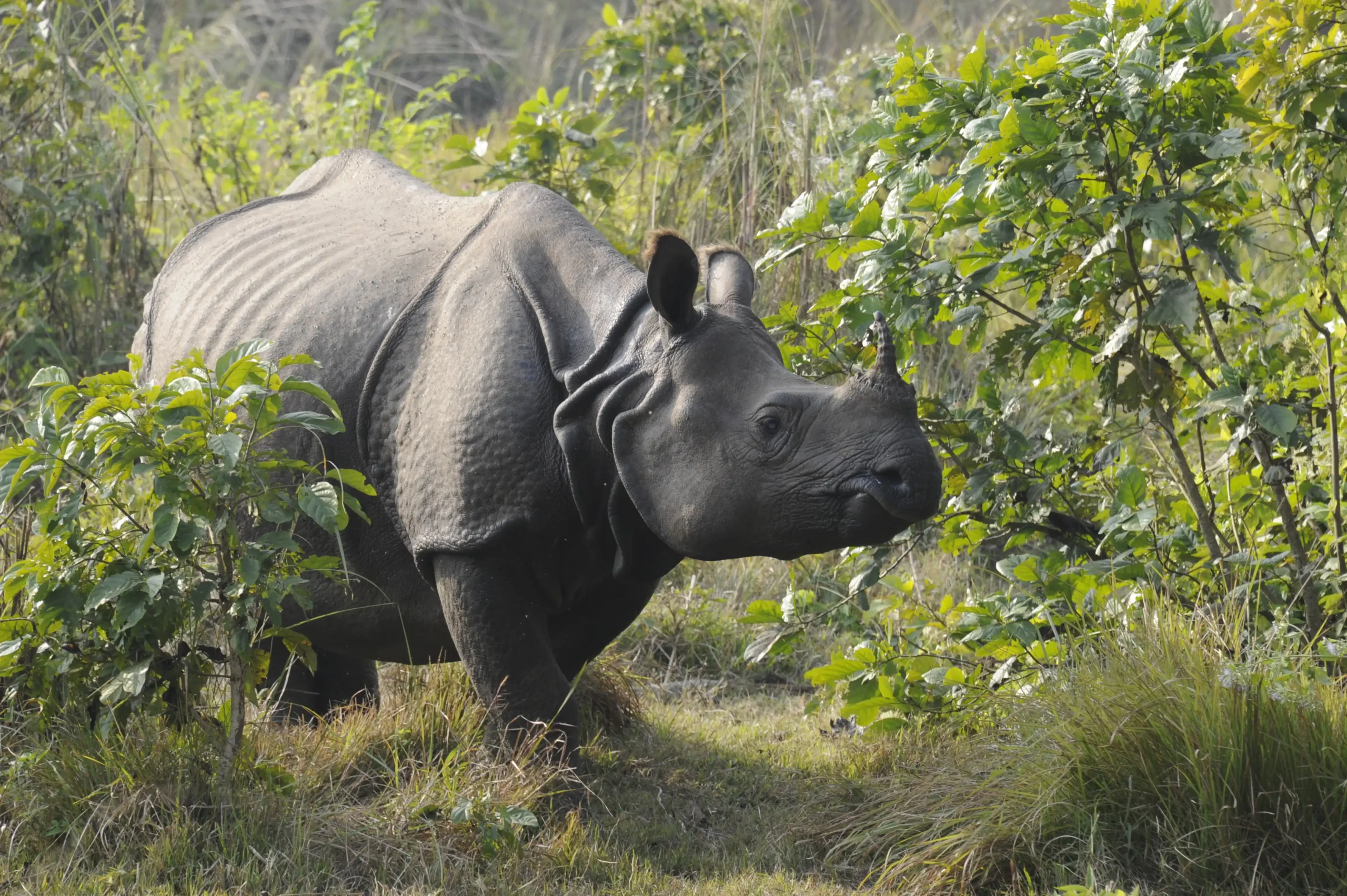Greater one-horned rhino in Chitwan National Park.