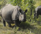 Iconic one-horned rhino of Chitwan Jungle Safari.