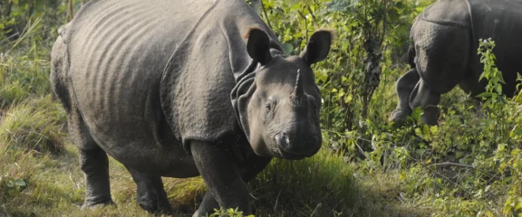 Iconic one-horned rhino of Chitwan Jungle Safari.