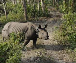 Wild rhinoceros encounter in Chitwan National Park.