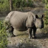 Wild rhinoceros in Chitwan National Park.