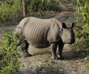 Wild rhinoceros in Chitwan National Park.