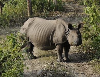Wild rhinoceros in Chitwan National Park.