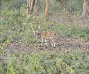 Musk deer during jungle walk in Chitwan.