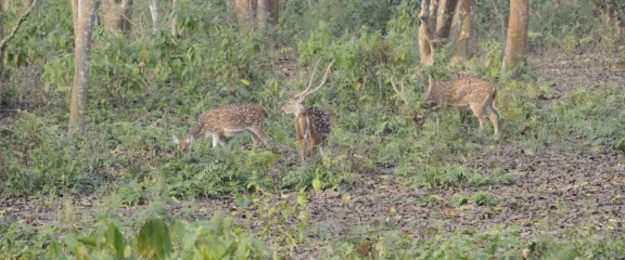 Musk deer during jungle Safait in Chitwan.