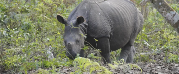 Greater one-horned rhino near riverbank in Chitwan National Park.