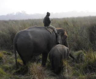 Elephant with calves inside Chitwan National Park.