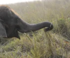 Elephant grazing in Chitwan National Park.