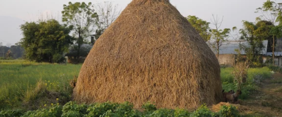 Traditional rice storage method in Tharu village Chitwan.