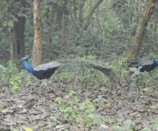 Peacocks spotted during Chitwan Jungle Safari.
