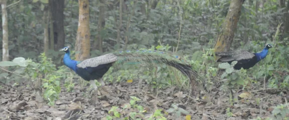 Peacocks spotted during Chitwan Jungle Safari.