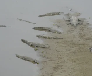 Gharial crocodile in river during Chitwan Jungle Safari.