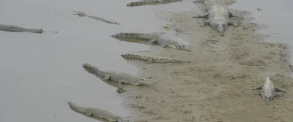 Gharial crocodile in river during Chitwan Jungle Safari.