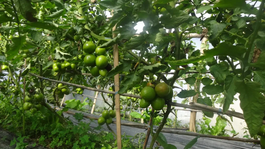 Tamang Heritage Trail