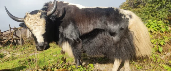 Yak in Mardi Himal Base Camp Trek.
