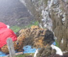 Sherpa women collecting and drying yak dung for winter fuel.
