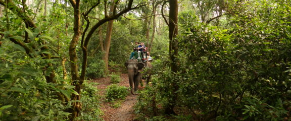 Jungle Safari in Chitwan National Park.