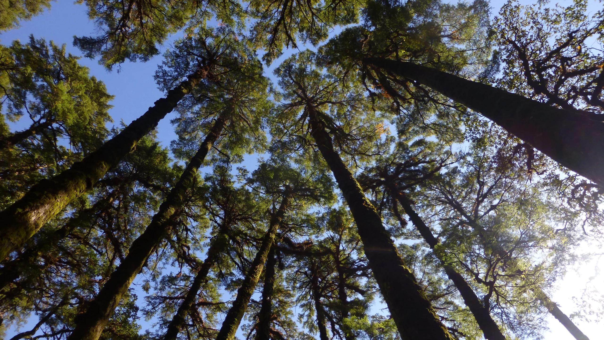 Tree and Forest during Langtang Trek.